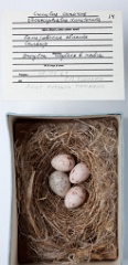 eggs_museum_Acrocephalus_dumetorum_Cuculus_canorus201009241832