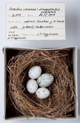 eggs_museum_Acrocephalus_palustris_Cuculus_canorus201009241629