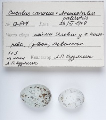 eggs_museum_Acrocephalus_palustris_Cuculus_canorus201009241630-1