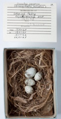 eggs_museum_Acrocephalus_palustris_Cuculus_canorus201009241823