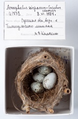 eggs_museum_Acrocephalus_scirpaceus_Cuculus_canorus201009241540