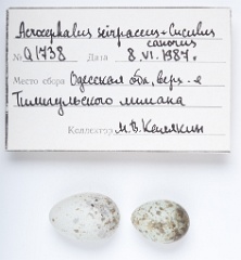 eggs_museum_Acrocephalus_scirpaceus_Cuculus_canorus201009241542