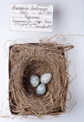 eggs_museum_Acrocephalus_stentoreus_Cuculus_canorus201010121735