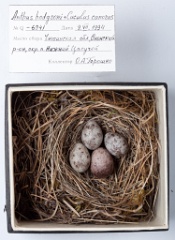 eggs_museum_Anthus_hodgsoni_Cuculus_canorus201009241506