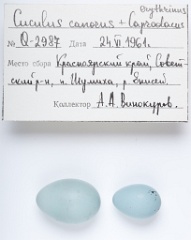 eggs_museum_Carpodacus_erythrinus_Cuculus_canorus201009241516