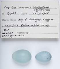 eggs_museum_Carpodacus_erythrinus_Cuculus_canorus201009241639-2