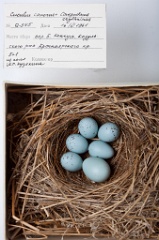 eggs_museum_Carpodacus_erythrinus_Cuculus_canorus201009241640