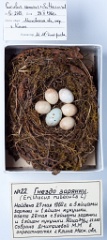 eggs_museum_Erithacus_rubecula_Cuculus_canorus201009241448