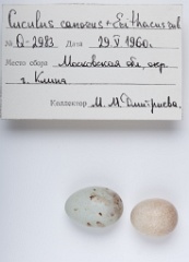 eggs_museum_Erithacus_rubecula_Cuculus_canorus201009241450