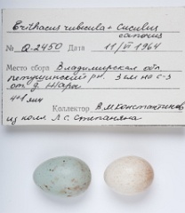 eggs_museum_Erithacus_rubecula_Cuculus_canorus201009241547-1