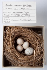 eggs_museum_Erithacus_rubecula_Cuculus_canorus201009241549
