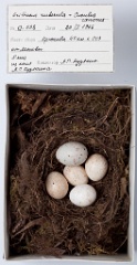 eggs_museum_Erithacus_rubecula_Cuculus_canorus201009241642