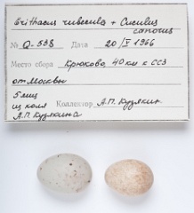 eggs_museum_Erithacus_rubecula_Cuculus_canorus201009241643