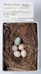 eggs_museum_Erithacus_rubecula_Erithacus_rubecula_Cuculus_canorus201009241546