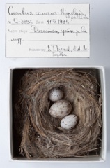eggs_museum_Hippolais_pallida_Cuculus_canorus201009241554