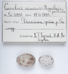 eggs_museum_Hippolais_pallida_Cuculus_canorus201009241555-1