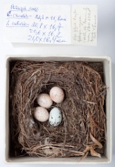 eggs_museum_Lanius_collurio_Cuculus_canorus201009241511