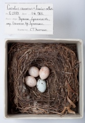 eggs_museum_Lanius_collurio_Cuculus_canorus201009241557