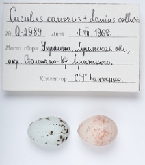 eggs_museum_Lanius_collurio_Cuculus_canorus201009241558