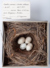 eggs_museum_Lanius_collurio_Cuculus_canorus201009241648