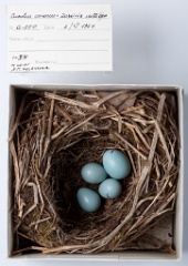 eggs_museum_Luscinia_calliope_Cuculus_canorus201009241644