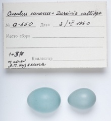 eggs_museum_Luscinia_calliope_Cuculus_canorus201009241646