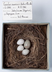 eggs_museum_Motacilla_alba_Cuculus_canorus201009241454