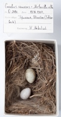 eggs_museum_Motacilla_alba_Cuculus_canorus201009241543