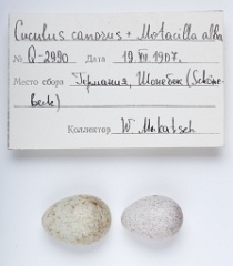 eggs_museum_Motacilla_alba_Cuculus_canorus201009241545