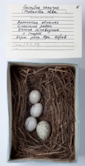 eggs_museum_Motacilla_alba_Cuculus_canorus201009241724