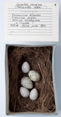 eggs_museum_Motacilla_alba_Cuculus_canorus201009241734