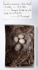 eggs_museum_Motacilla_flava_Cuculus_canorus201009241524
