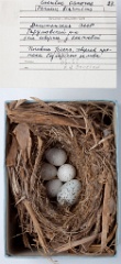 eggs_museum_Panurus_biarmicus_Cuculus_canorus201009241816