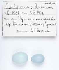 eggs_museum_Phoenicurus_phoenicurus_Cuculus_canorus201009241530