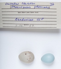 eggs_museum_Phoenicurus_phoenicurus_Cuculus_canorus201009241752