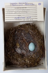 eggs_museum_Phoenicurus_phoenicurus_Cuculus_canorus201009241754