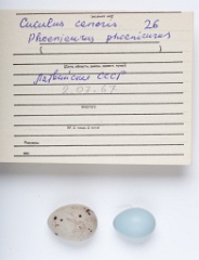 eggs_museum_Phoenicurus_phoenicurus_Cuculus_canorus201009241800