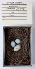 eggs_museum_Prunella_modularis_Cuculus_canorus201009241730