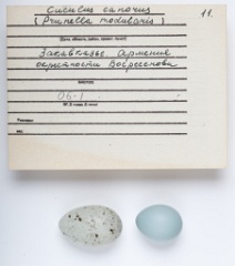 eggs_museum_Prunella_modularis_Cuculus_canorus201009241731-1