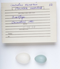 eggs_museum_Prunella_modularis_Cuculus_canorus201009241742