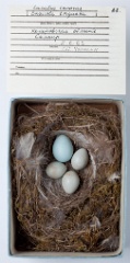 eggs_museum_Saxicola_torquata_Cuculus_canorus201009241819