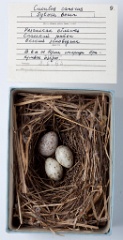 eggs_museum_Sylvia_borin_Cuculus_canorus201009241737