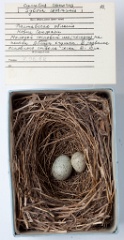 eggs_museum_Sylvia_communis_Cuculus_canorus201009241717