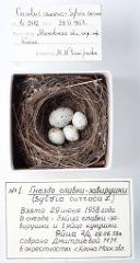 eggs_museum_Sylvia_curruca_Cuculus_canorus201009241537