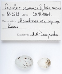 eggs_museum_Sylvia_curruca_Cuculus_canorus201009241539