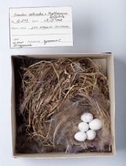 eggs_museum_Phylloscopus_collybita_Cuculus_saturatus201009241623