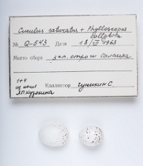 eggs_museum_Phylloscopus_collybita_Cuculus_saturatus201009241624-1