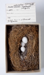eggs_museum_Phylloscopus_proregulus_Cuculus_saturatus201009241619