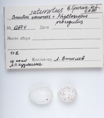 eggs_museum_Phylloscopus_proregulus_Cuculus_saturatus201009241620-1