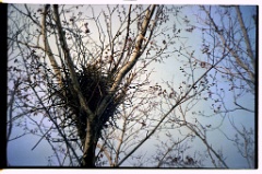 nest2000_04_16-1